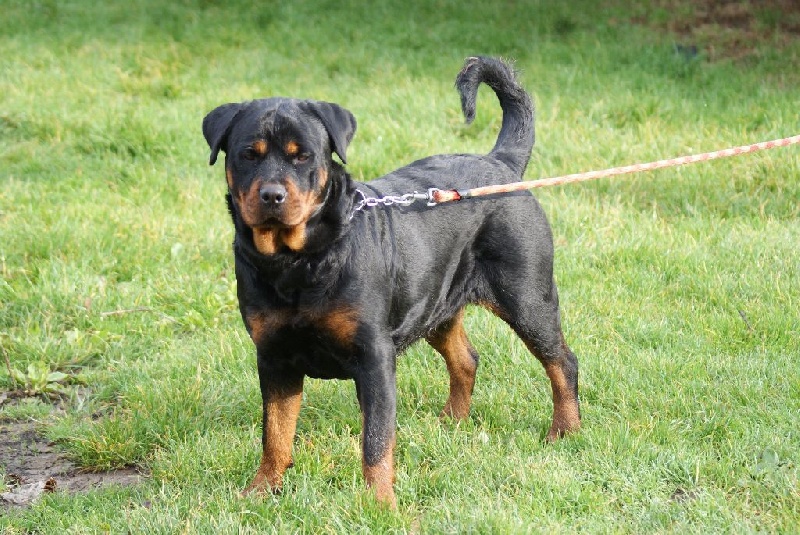 Ippy du Domaine de la Rêverie