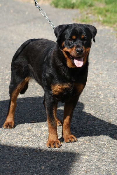 Ippy du Domaine de la Rêverie