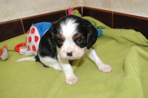 Publication : du domaine de Runneval Auteur : Amande