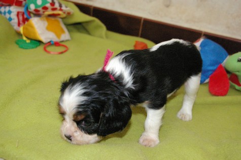 Publication : du domaine de Runneval Auteur : Amande