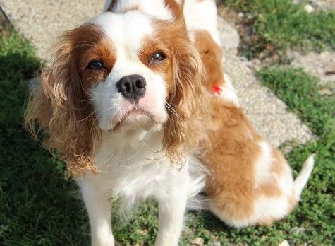 Publication : du domaine de Runneval