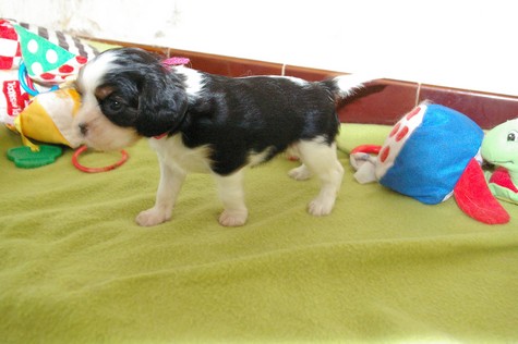 Publication : du domaine de Runneval Auteur : Amande