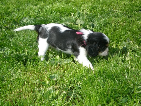 Publication : du domaine de Runneval Auteur : Amande