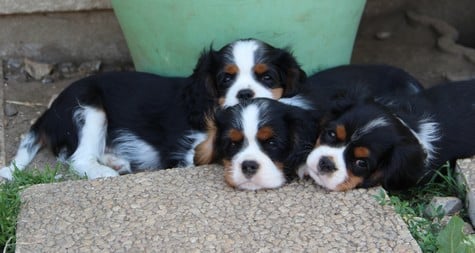 Cavalier King Charles Spaniel - du domaine de Runneval