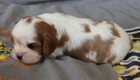 CHIOT 5