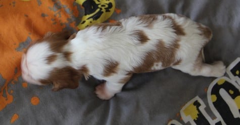 CHIOT 5