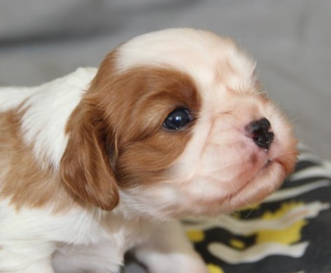 CHIOT 5