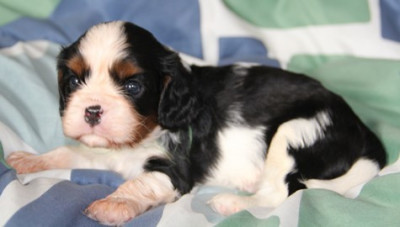 Les chiots de Cavalier King Charles Spaniel