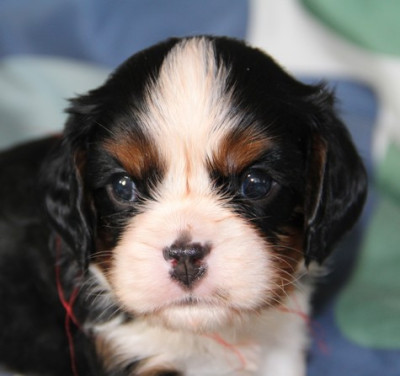 Les chiots de Cavalier King Charles Spaniel