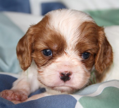 Les chiots de Cavalier King Charles Spaniel