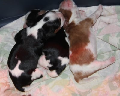 Les chiots de Cavalier King Charles Spaniel