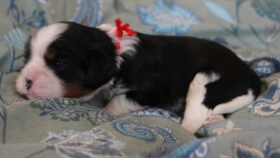 Les chiots de Cavalier King Charles Spaniel