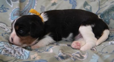 Les chiots de Cavalier King Charles Spaniel