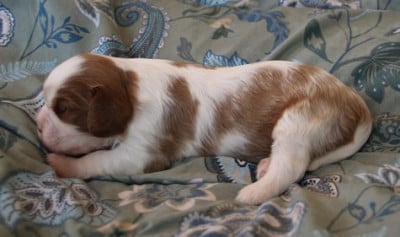 Les chiots de Cavalier King Charles Spaniel