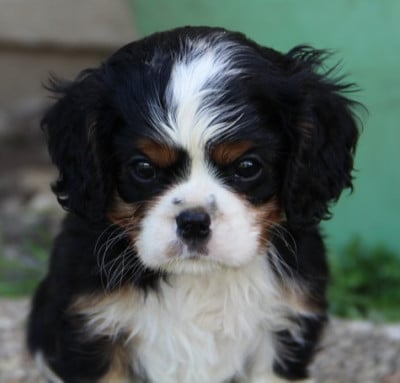 Les chiots de Cavalier King Charles Spaniel