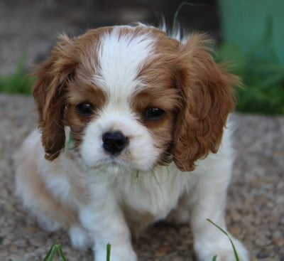 Les chiots de Cavalier King Charles Spaniel