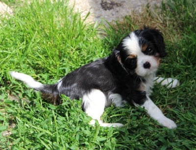 Les chiots de Cavalier King Charles Spaniel