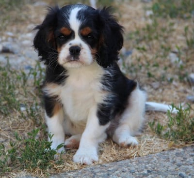 Les chiots de Cavalier King Charles Spaniel