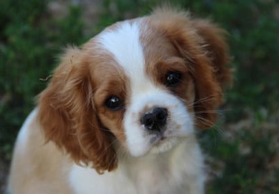 Les chiots de Cavalier King Charles Spaniel