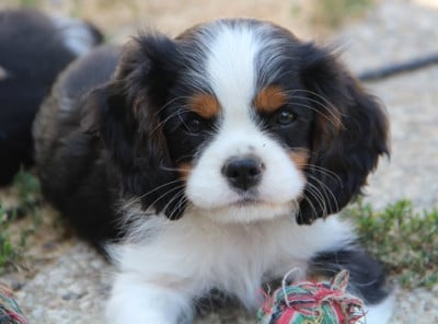 Les chiots de Cavalier King Charles Spaniel