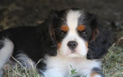 Les chiots de Cavalier King Charles Spaniel