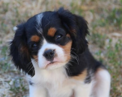 Les chiots de Cavalier King Charles Spaniel