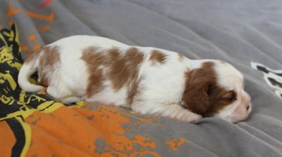 Les chiots de Cavalier King Charles Spaniel