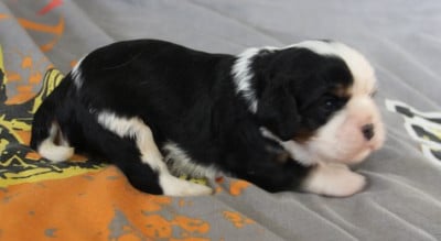 Les chiots de Cavalier King Charles Spaniel