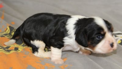 Les chiots de Cavalier King Charles Spaniel