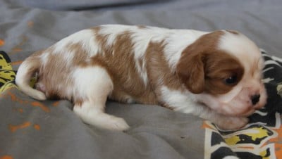 Les chiots de Cavalier King Charles Spaniel