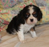 du domaine de Runneval - Cavalier King Charles Spaniel - Portée née le 30/09/2018