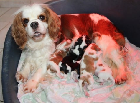 Cavalier King Charles Spaniel - du domaine de Runneval