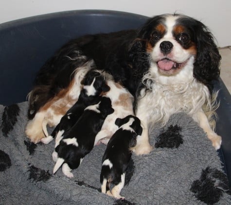 Cavalier King Charles Spaniel - du domaine de Runneval