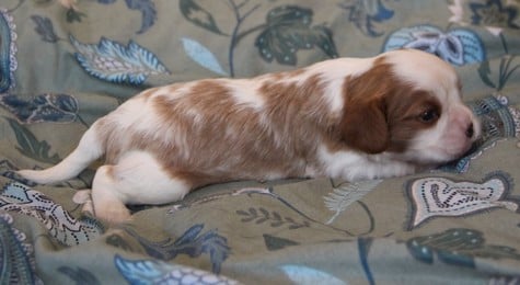 Cavalier King Charles Spaniel - du domaine de Runneval