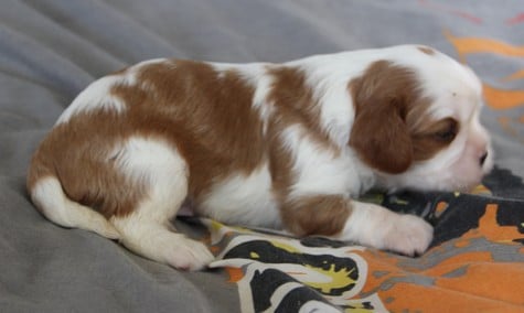 Cavalier King Charles Spaniel - du domaine de Runneval