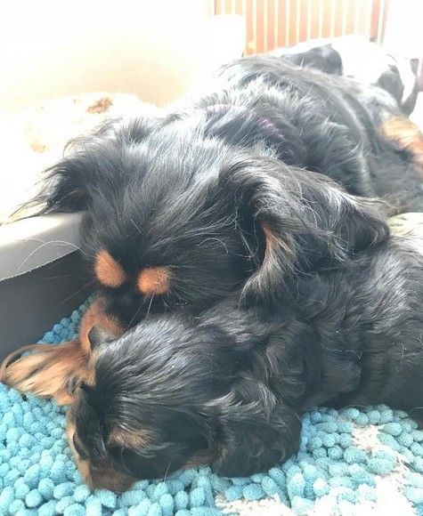du domaine de Runneval - Cavalier King Charles Spaniel - Portée née le 26/09/2018