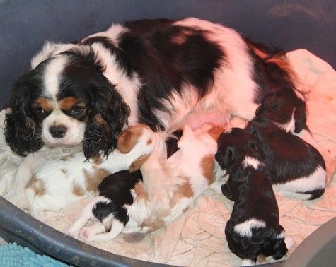 du domaine de Runneval - Cavalier King Charles Spaniel - Portée née le 08/10/2018