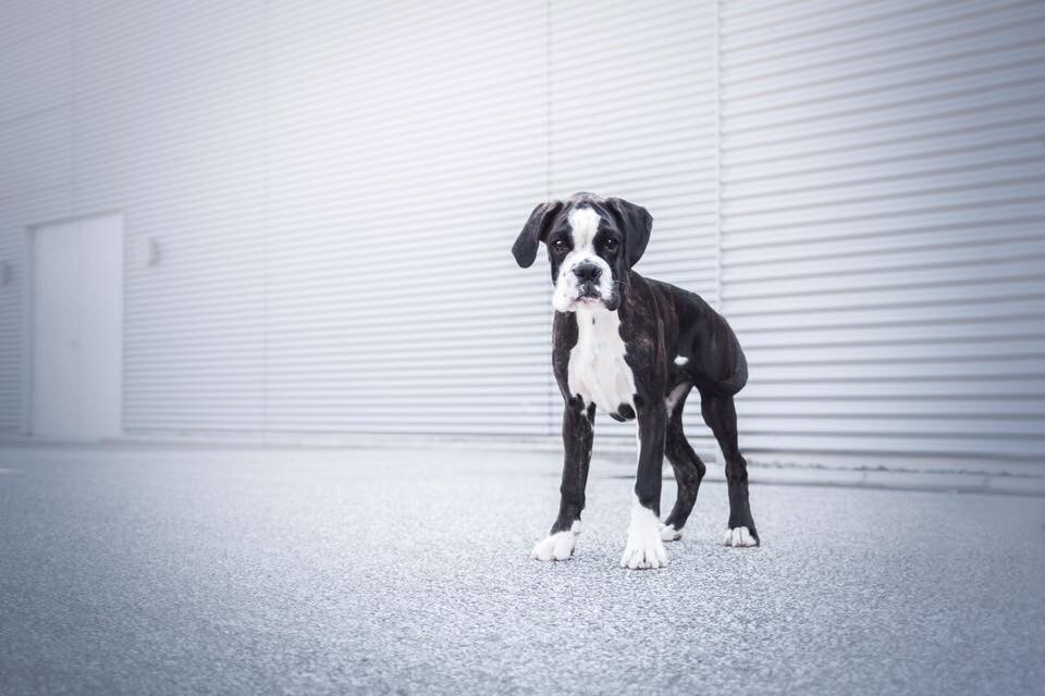 Nikita Des Fidèles Compagnons d'Uxen