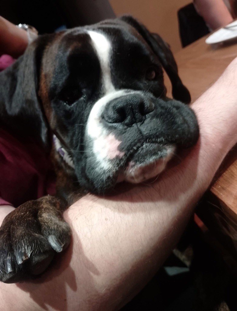 Una storia importante Des Fidèles Compagnons d'Uxen