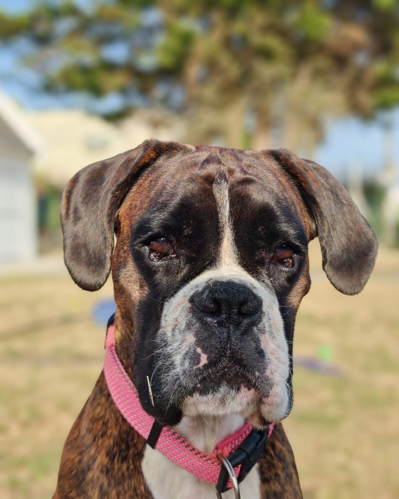 Uolfy Des Fidèles Compagnons d'Uxen