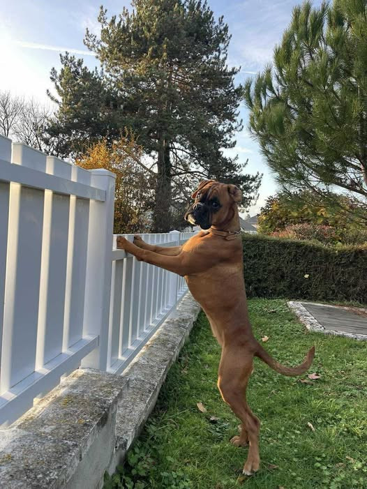 Athéna Des Fidèles Compagnons d'Uxen