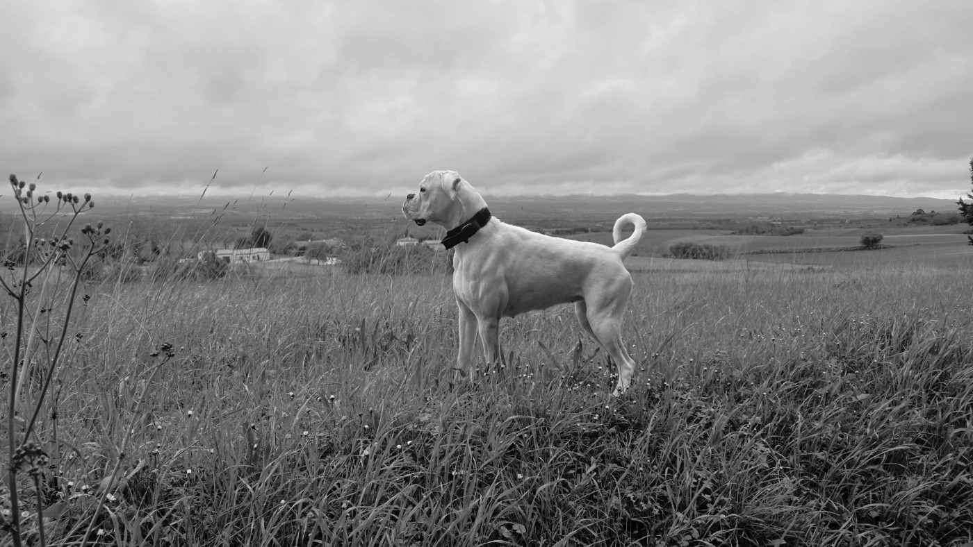 Angel dite aria Des Fidèles Compagnons d'Uxen