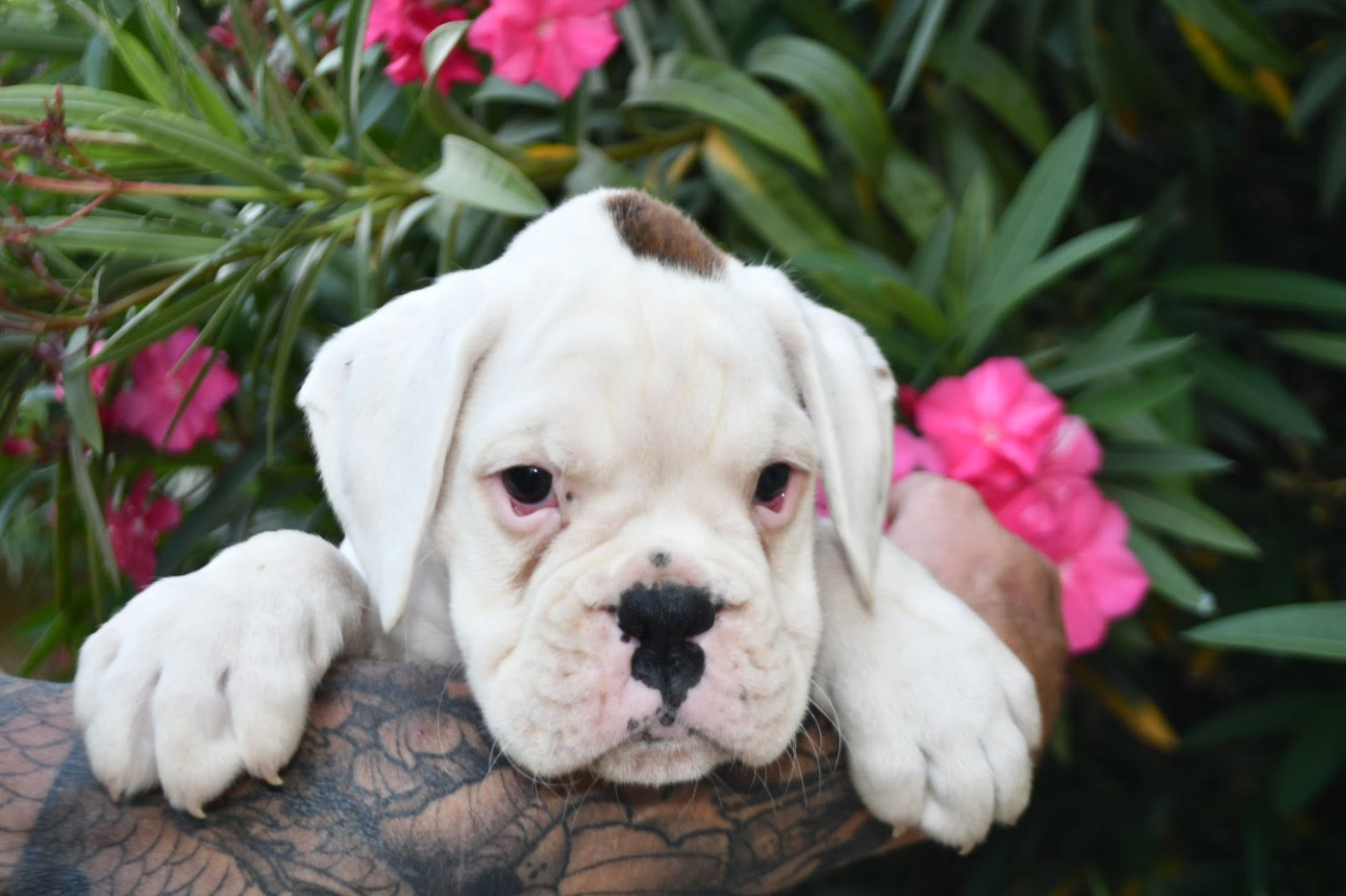 Boomer Des Fidèles Compagnons d'Uxen
