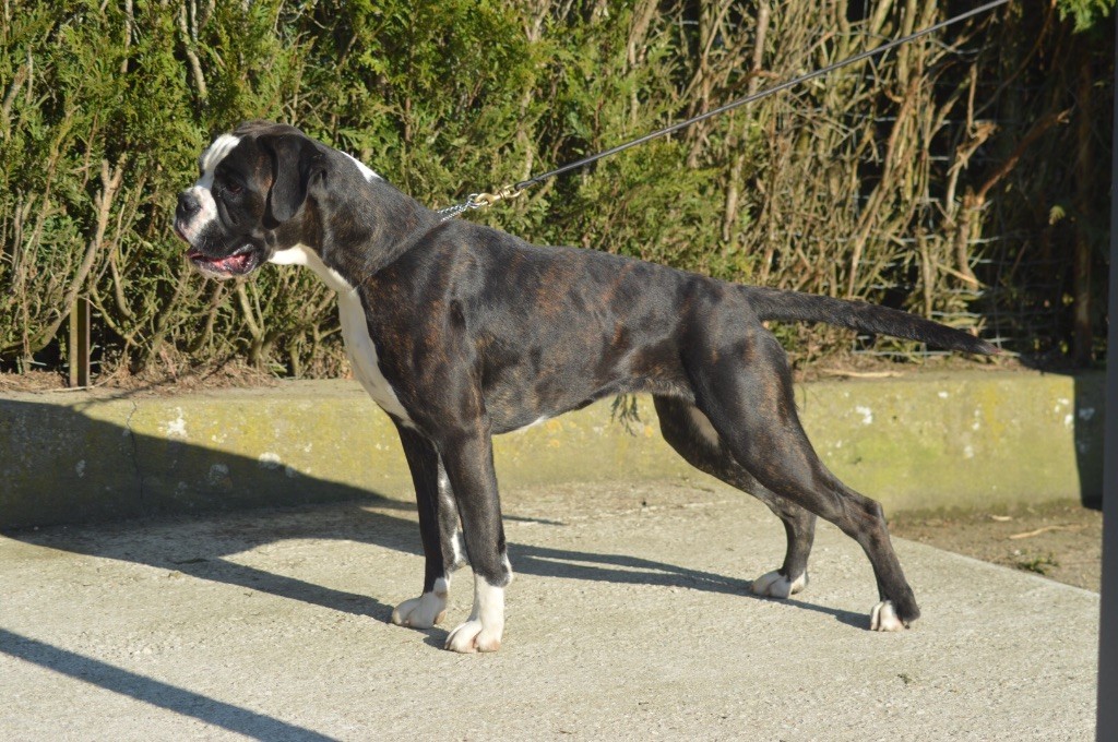 Nikita Des Fidèles Compagnons d'Uxen