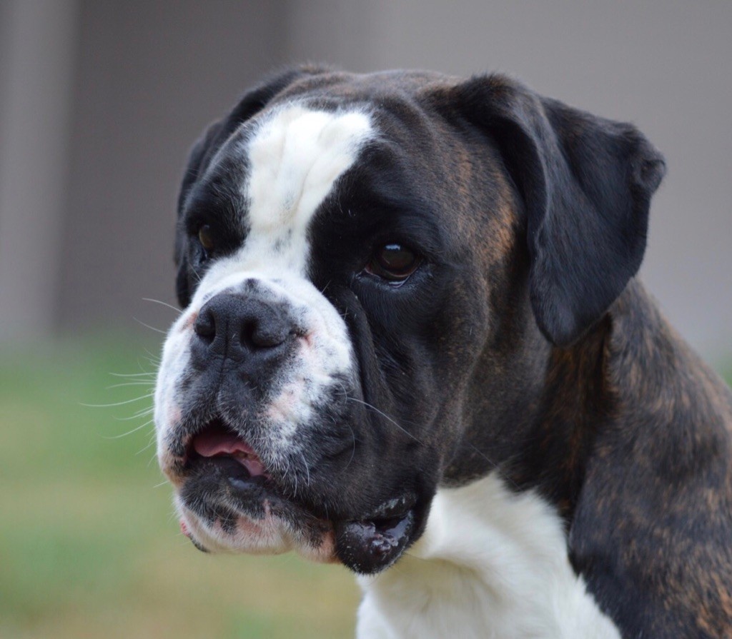 Nikita Des Fidèles Compagnons d'Uxen