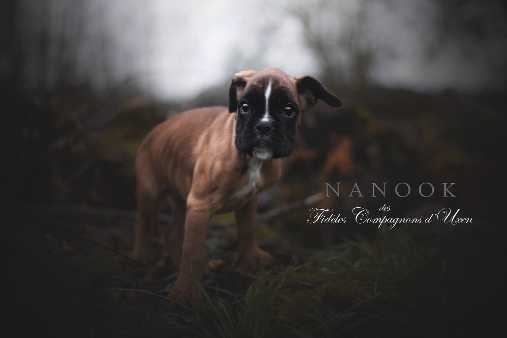Nanook Des Fidèles Compagnons d'Uxen