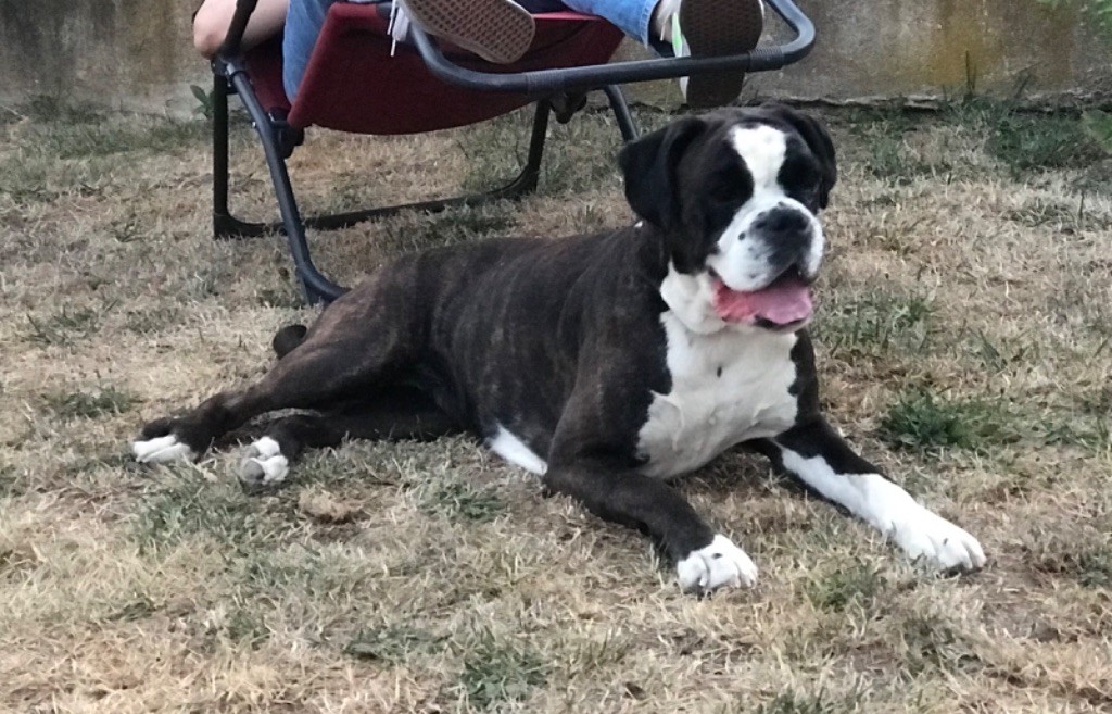 Nikita Des Fidèles Compagnons d'Uxen