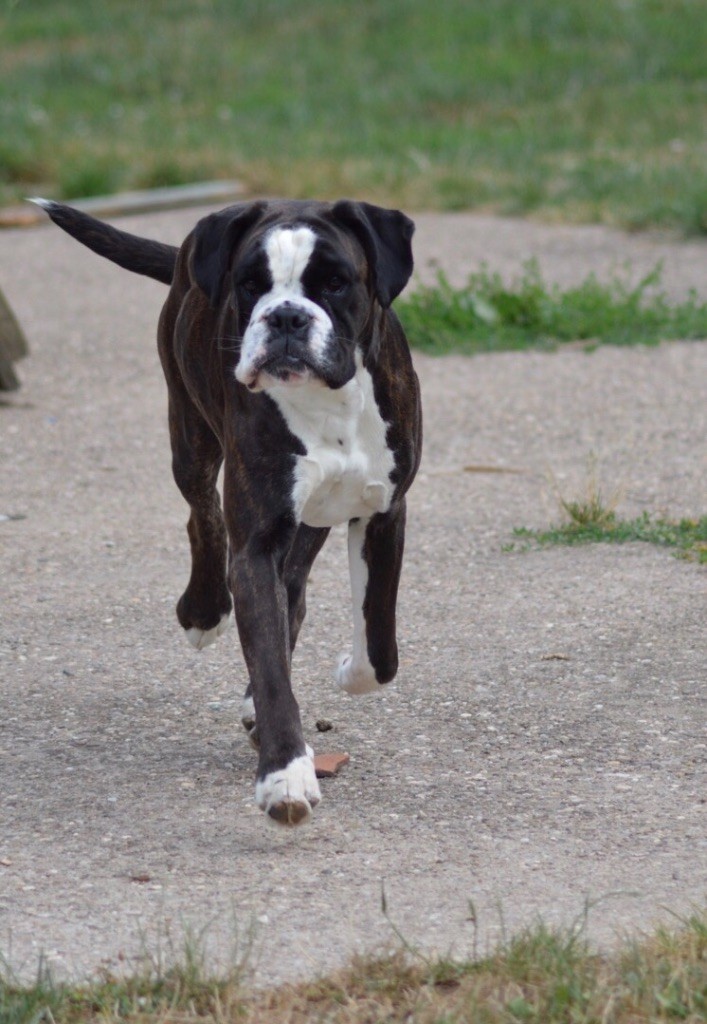 Nikita Des Fidèles Compagnons d'Uxen