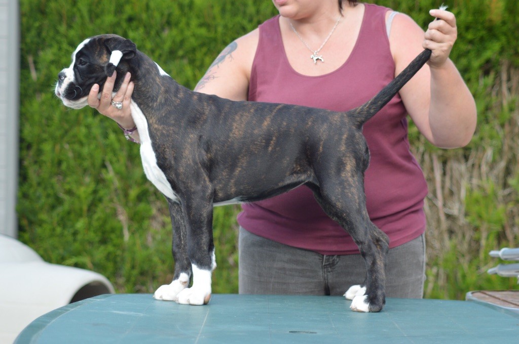 Nikita Des Fidèles Compagnons d'Uxen