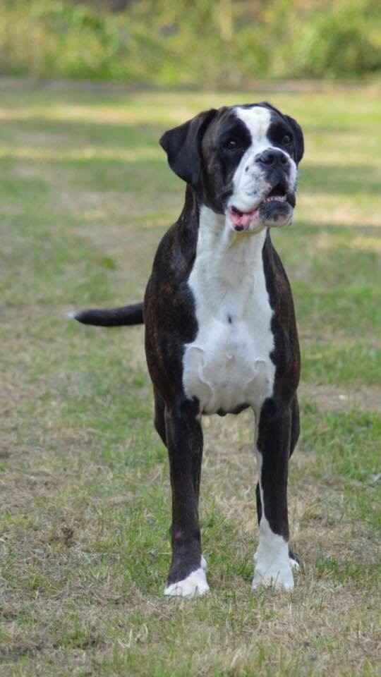 Nikita Des Fidèles Compagnons d'Uxen